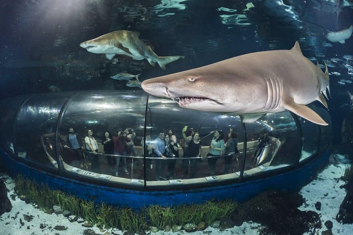Barcelona Aquarium Skip-the-Line: Oceanarium Tunnel & Planeta Aqua Guide photo 2