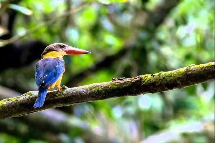 Fraser's Hill Bird-Watching Day Trip from Kuala Lumpur photo 4