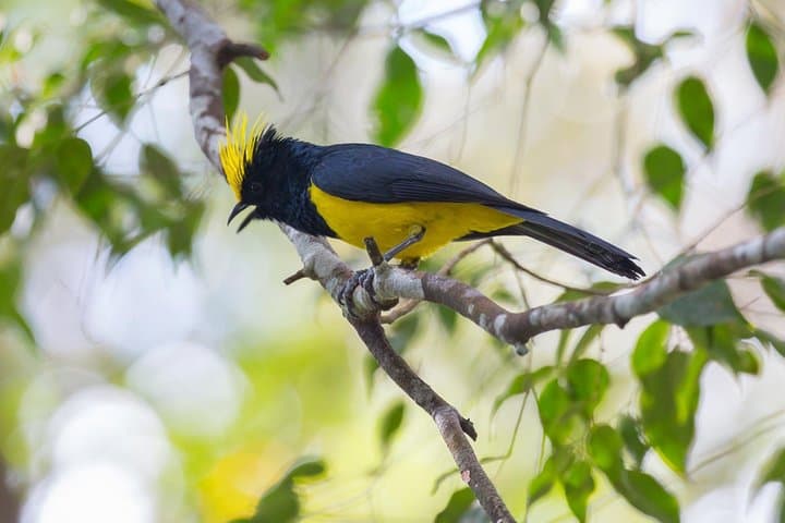 Fraser's Hill Bird-Watching Day Trip from Kuala Lumpur photo 2