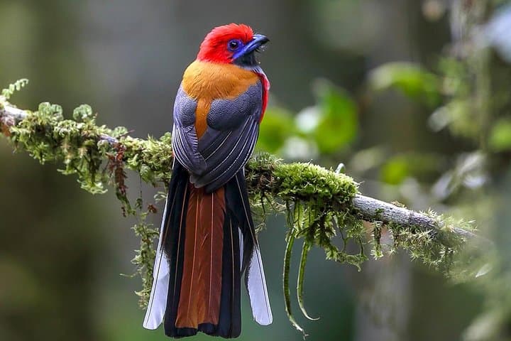 Fraser's Hill Bird-Watching Day Trip from Kuala Lumpur photo 6