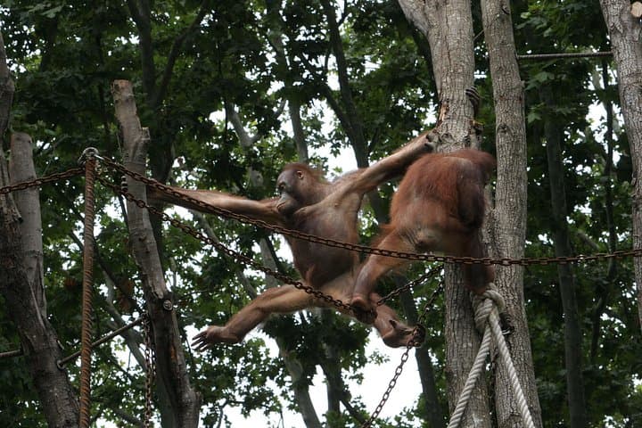 Barcelona Zoo Entrance Ticket — Explore Parc de la Ciutadella's Historic Animal Collection photo 4