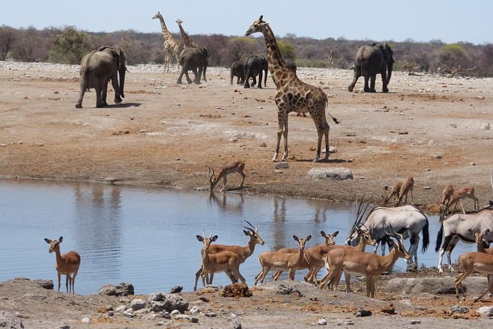 11-Day Namibia Adventure: Etosha Safari, Brandberg Camping & Twyfelfontein Rock Art