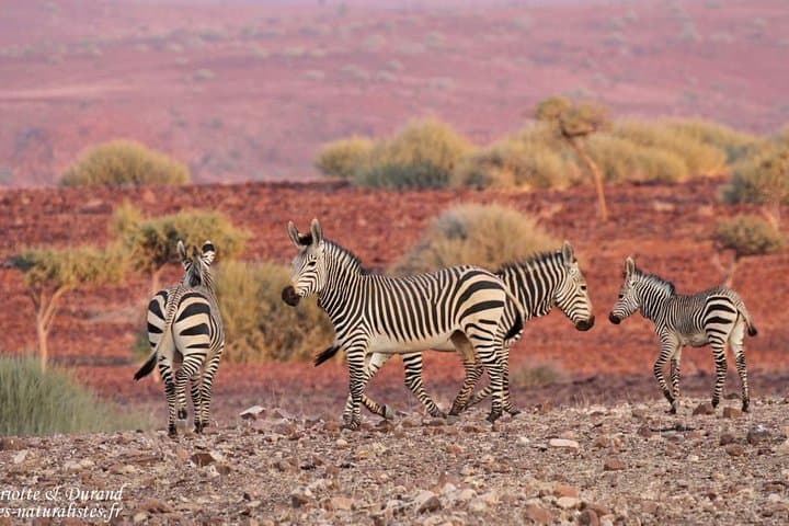 11-Day Namibia Adventure: Etosha Safari, Brandberg Camping & Twyfelfontein Rock Art photo 4