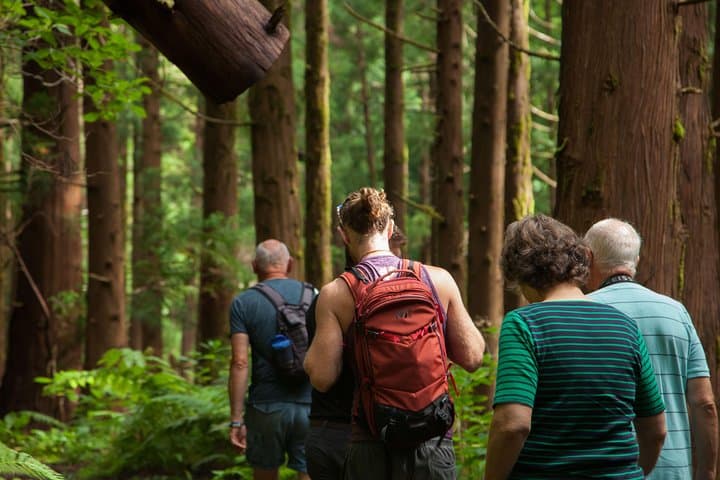 Hike Faial's 10 Volcanos Trail: Caldeira to Capelinhos Full-Day Tour photo 5