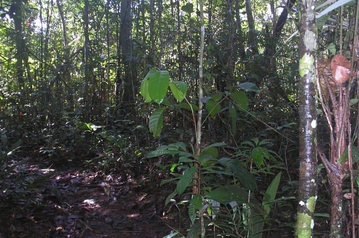 Manaus to Presidente Figueiredo: Private Caves & Waterfalls Day Tour photo 2