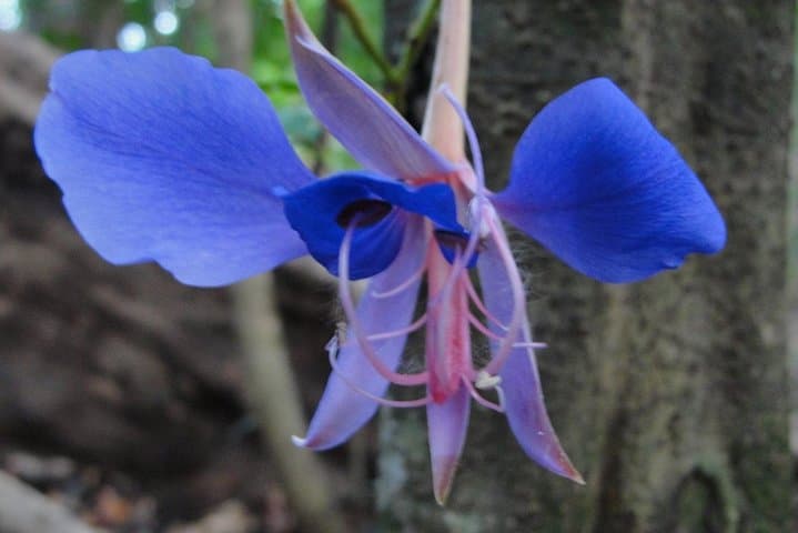 Manaus to Presidente Figueiredo: Private Caves & Waterfalls Day Tour photo 4