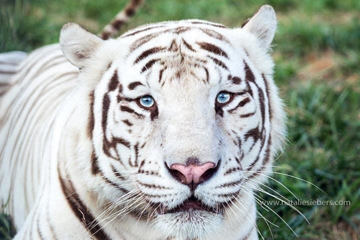 Close Encounters with Big Cats: Awareness Tour at National Tiger Sanctuary photo 2