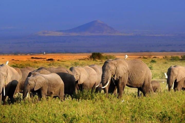 10-Day Maasai Mara Photographer Safari: Big Five & Wildebeest Migration photo 2