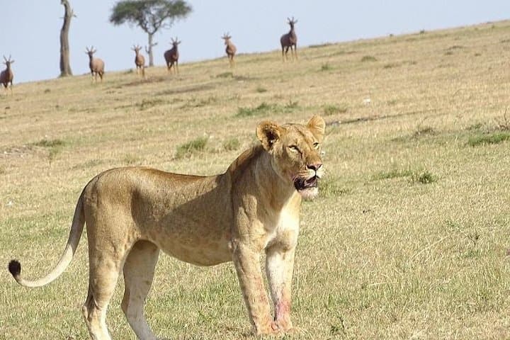 3-Day Private Maasai Mara Safari: Big Cats, Wildebeest Migration & Tented Camp photo 3