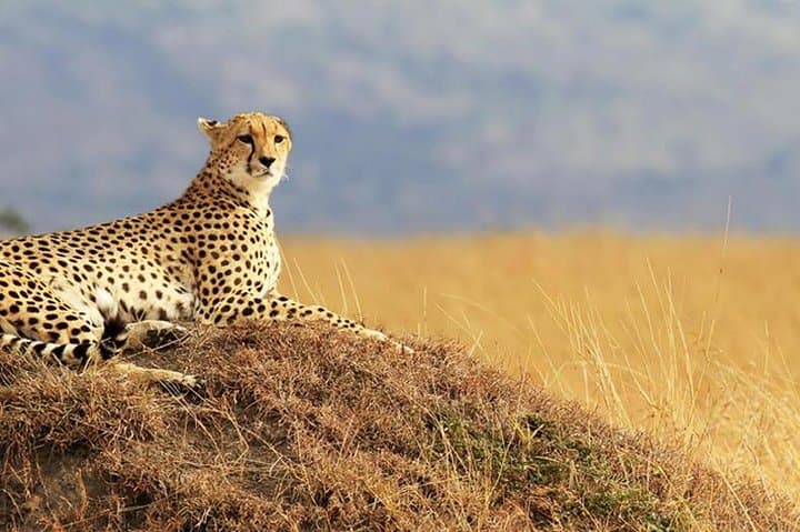10-Day Maasai Mara Photographer Safari: Big Five & Wildebeest Migration photo 4