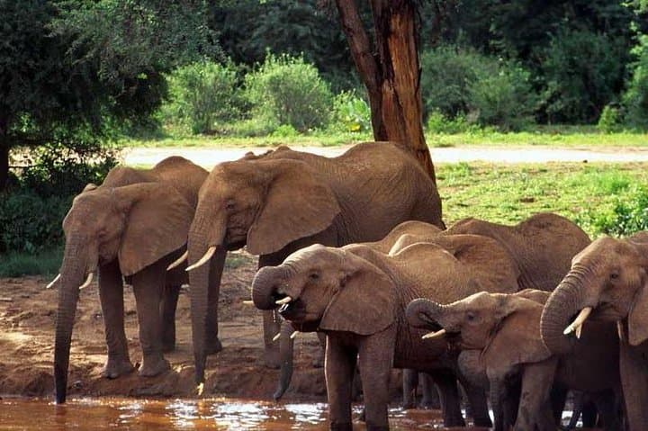 10-Day Maasai Mara Photographer Safari: Big Five & Wildebeest Migration photo 5
