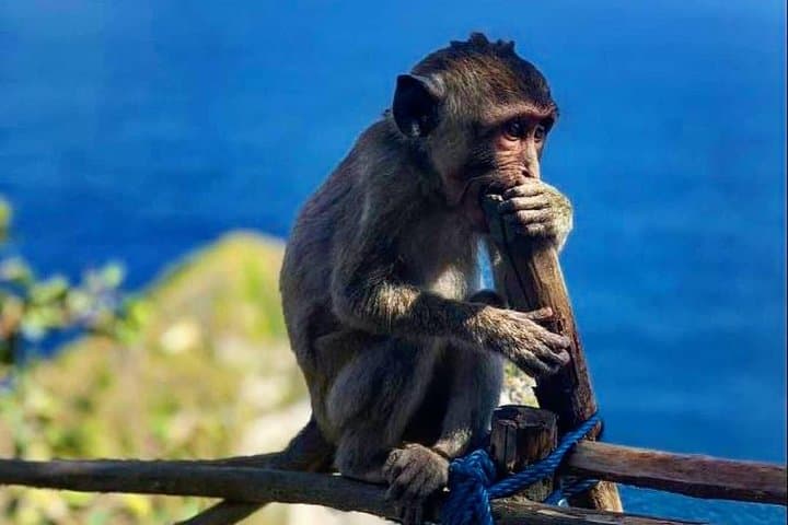 Nusa Penida Island Tour: Kelingking, Broken Beach & Crystal Bay in One Day photo 2