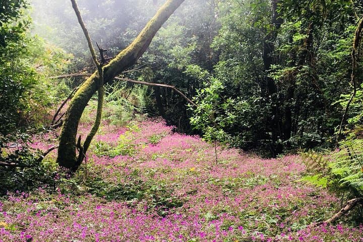 Magic Forest Hike in Tenerife: Guided Laurisilva Walk in Teno Rural Park photo 4