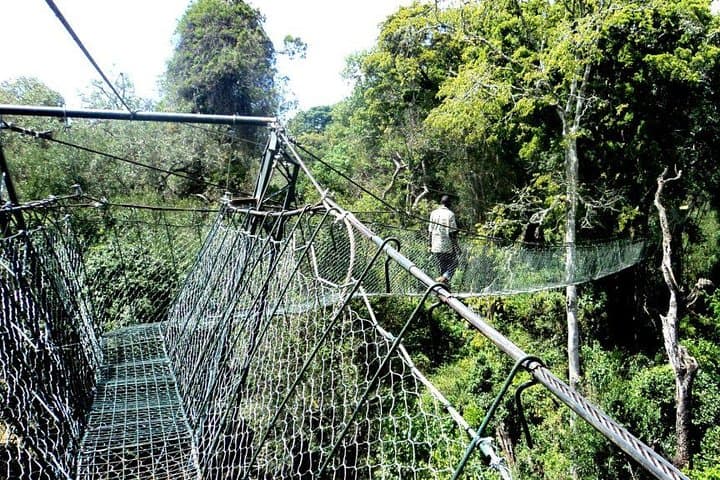 Ngare Ndare Forest Excursion: Canopy Walks, Waterfalls & Forest Trails Near Nanyuki