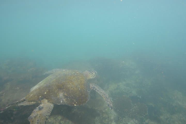 Snorkel Pinzón & Las Palmas — Swim with Galápagos Sea Lions, Sharks and Rays photo 2