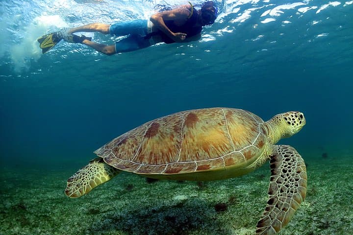 Snorkeling Expedition in Cancun & Riviera Maya — Cenote Swim and Turtle Bay photo 1
