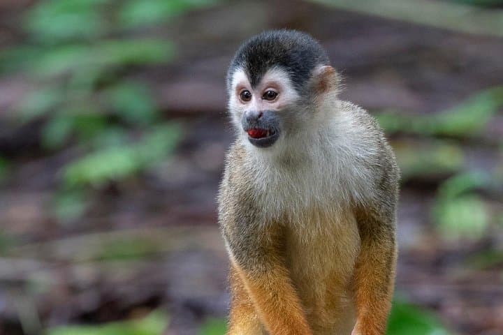 Manuel Antonio Day Tour: Rainforest Wildlife & Pacific Beaches