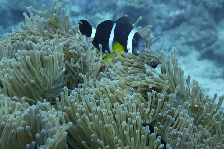 Mauritius Underwater Sea Walk and North Coast Beach Hopping from Grand Baie photo 4