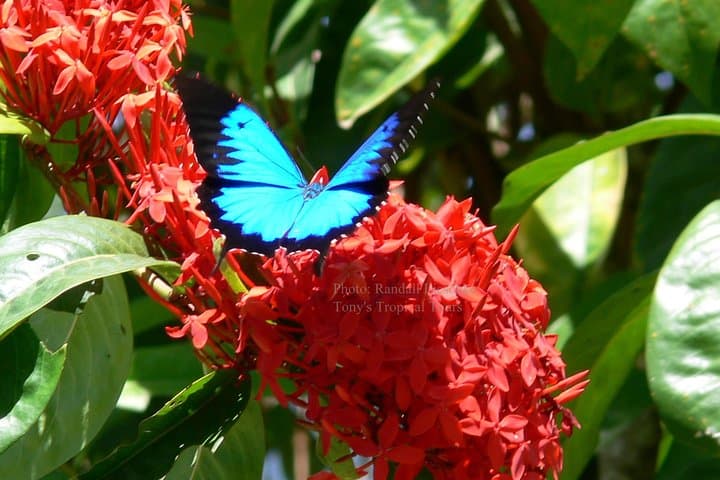 Daintree Rainforest Day Tour from Port Douglas: Mossman Gorge, Daintree River & Cape Tribulation photo 4