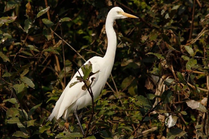 Prek Toal Biosphere Day Tour: Private Boat Safari from Siem Reap