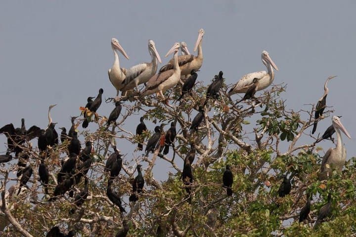 Prek Toal Biosphere Day Tour: Private Boat Safari from Siem Reap photo 3