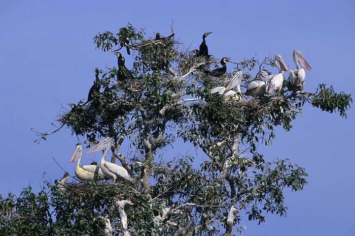 Prek Toal Biosphere Day Tour: Private Boat Safari from Siem Reap photo 4