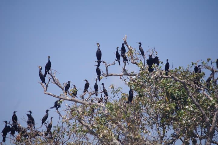 Prek Toal Biosphere Day Tour: Private Boat Safari from Siem Reap photo 5