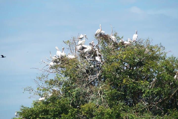 Prek Toal Biosphere Day Tour: Private Boat Safari from Siem Reap photo 6