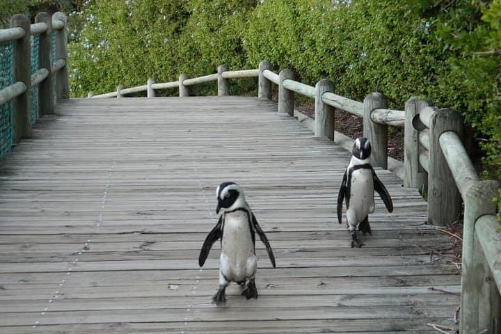 Chapman's Peak to Cape Point: Penguins, Cliffs and Coastal Drive from Cape Town photo 2