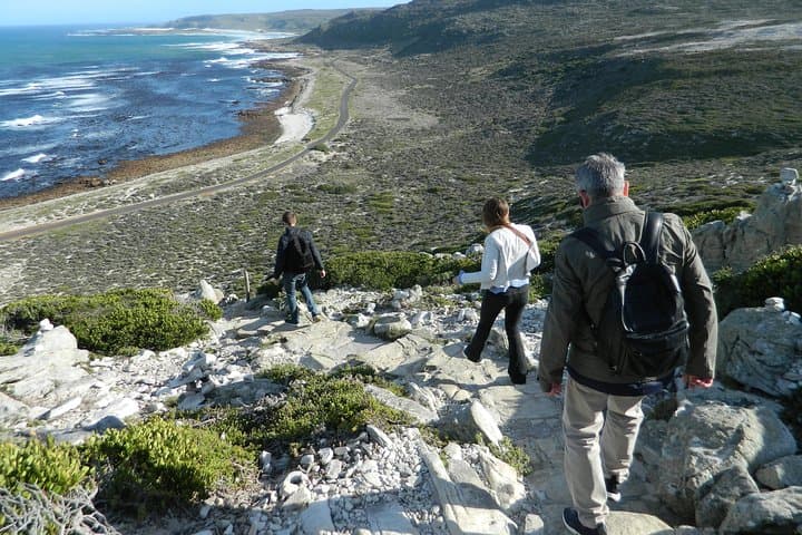 Chapman's Peak to Cape Point: Penguins, Cliffs and Coastal Drive from Cape Town photo 4