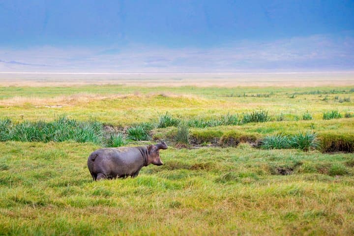 4-Day Tanzania Lodge Safari: Lake Manyara, Serengeti & Ngorongoro Crater