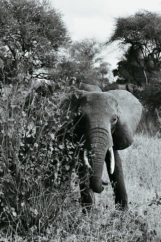 4-Day Tanzania Lodge Safari: Lake Manyara, Serengeti & Ngorongoro Crater photo 3