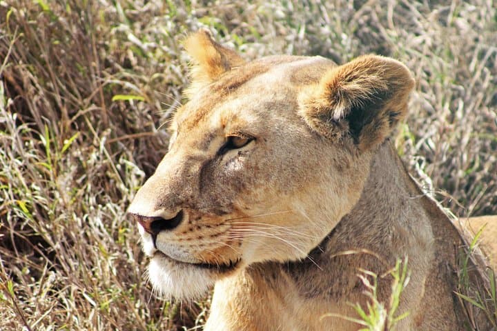4-Day Tanzania Lodge Safari: Lake Manyara, Serengeti & Ngorongoro Crater photo 4