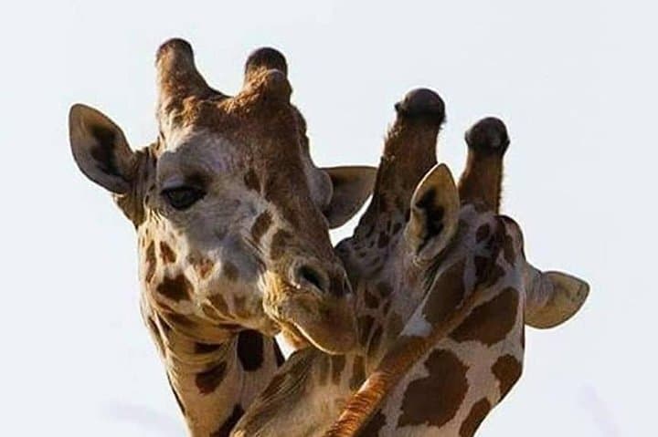 4-Day Tanzania Lodge Safari: Lake Manyara, Serengeti & Ngorongoro Crater photo 6