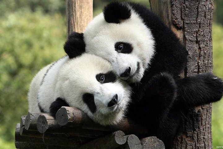 Chengdu Panda Base & Leshan Giant Buddha Day Tour — Pandas, Pilgrims & River Views