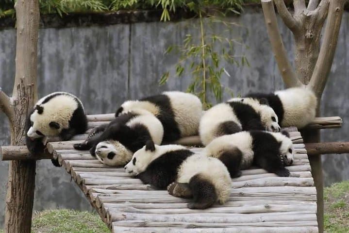 Chengdu Panda Base & Leshan Giant Buddha Day Tour — Pandas, Pilgrims & River Views photo 2