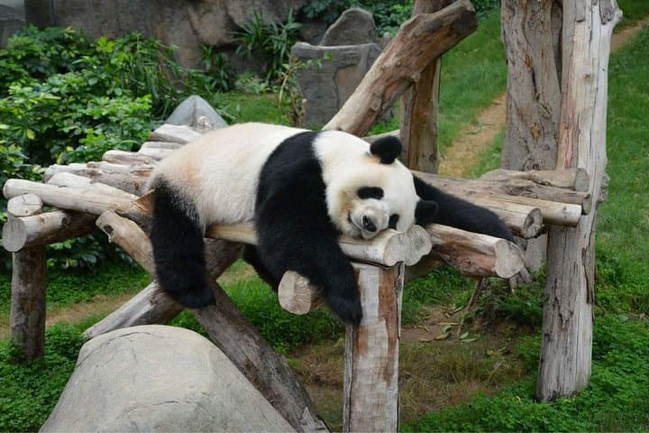 Chengdu Panda Base & Leshan Giant Buddha Day Tour — Pandas, Pilgrims & River Views photo 3