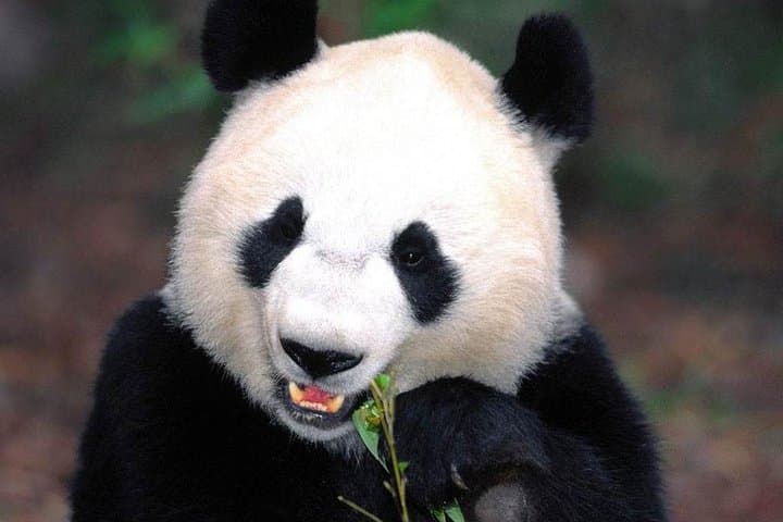 Chengdu Panda Base & Leshan Giant Buddha Day Tour — Pandas, Pilgrims & River Views photo 4