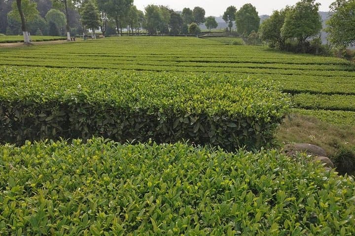 Chengdu Panda Base and Leshan Giant Buddha Day Tour — Pandas, River Views & Local Flavors photo 4