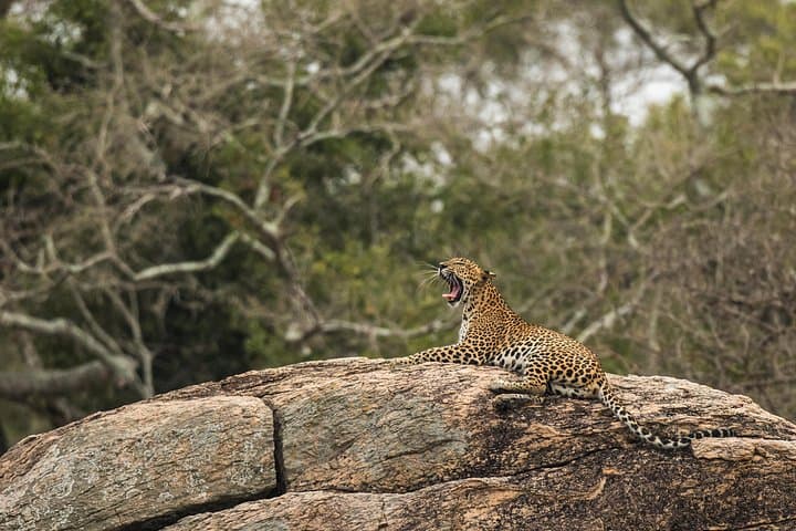 Yala National Park Private Safari — Early-Morning Leopard, Elephant & Sloth Bear Jeep Tour photo 1
