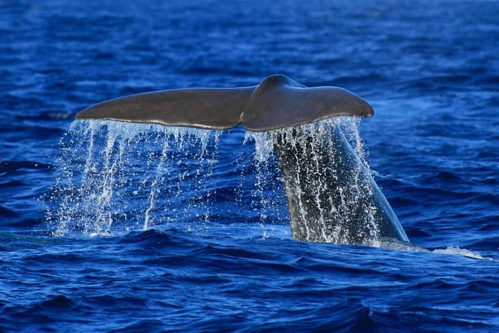 Whale and Dolphin Watching from Vila Franca do Campo — Azores Half-Day Marine Safari