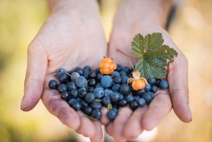 Lapland Wild Berry and Mushroom Foraging Tour from Rovaniemi photo 2