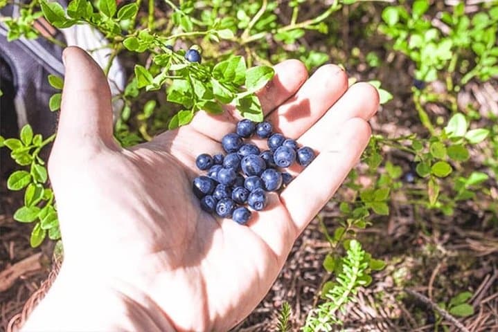 Lapland Wild Berry and Mushroom Foraging Tour from Rovaniemi photo 3