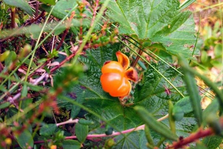 Lapland Wild Berry and Mushroom Foraging Tour from Rovaniemi photo 4