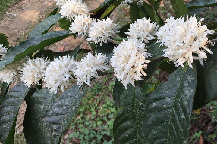 Bicycle Tour Around Lake Atitlán: Mayan Villages, Weaving Co-ops & Coffee Plantations photo 4
