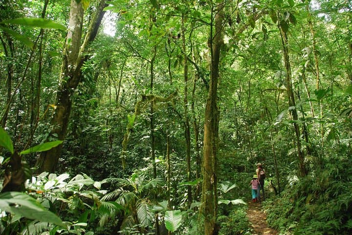 Ebano Waterfalls Rainforest Safari — Quepos 4x4 Waterfall Hike & Swim photo 3