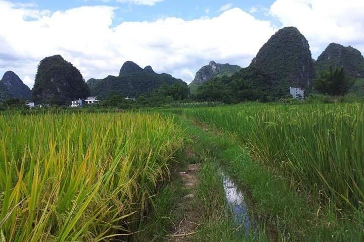 Yangshuo Walking Day Tour: Ancient Bridges, Karst Paths & Village Life photo 6