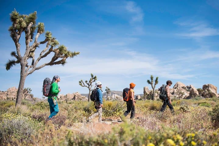 Full-Day Rock Climbing in Joshua Tree: Guided Granite Routes and Desert Highs photo 3
