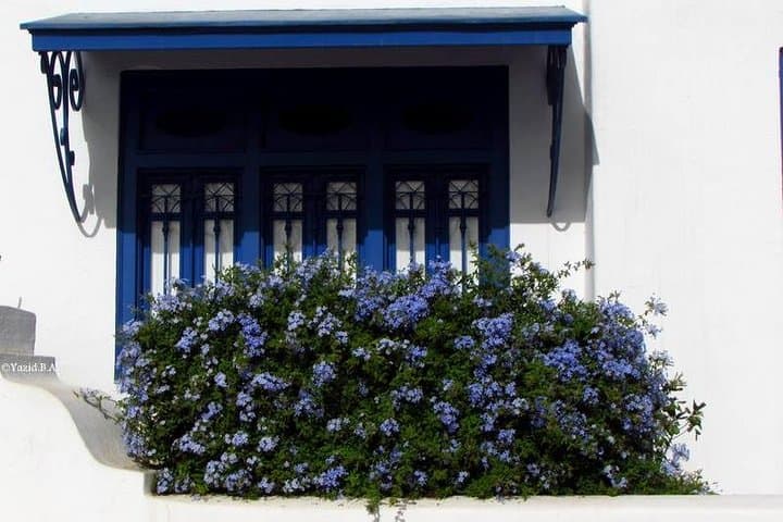 Tunis Shore Excursion: Medina, Carthage & Sidi Bou Said in One Day photo 4