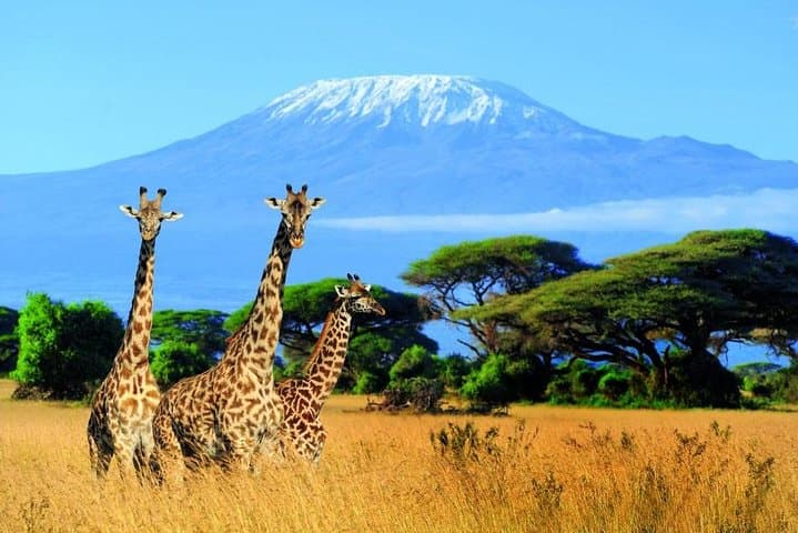 Kilimanjaro Special Safari: 4-Day Tsavo West, Amboseli & Tsavo East Adventure